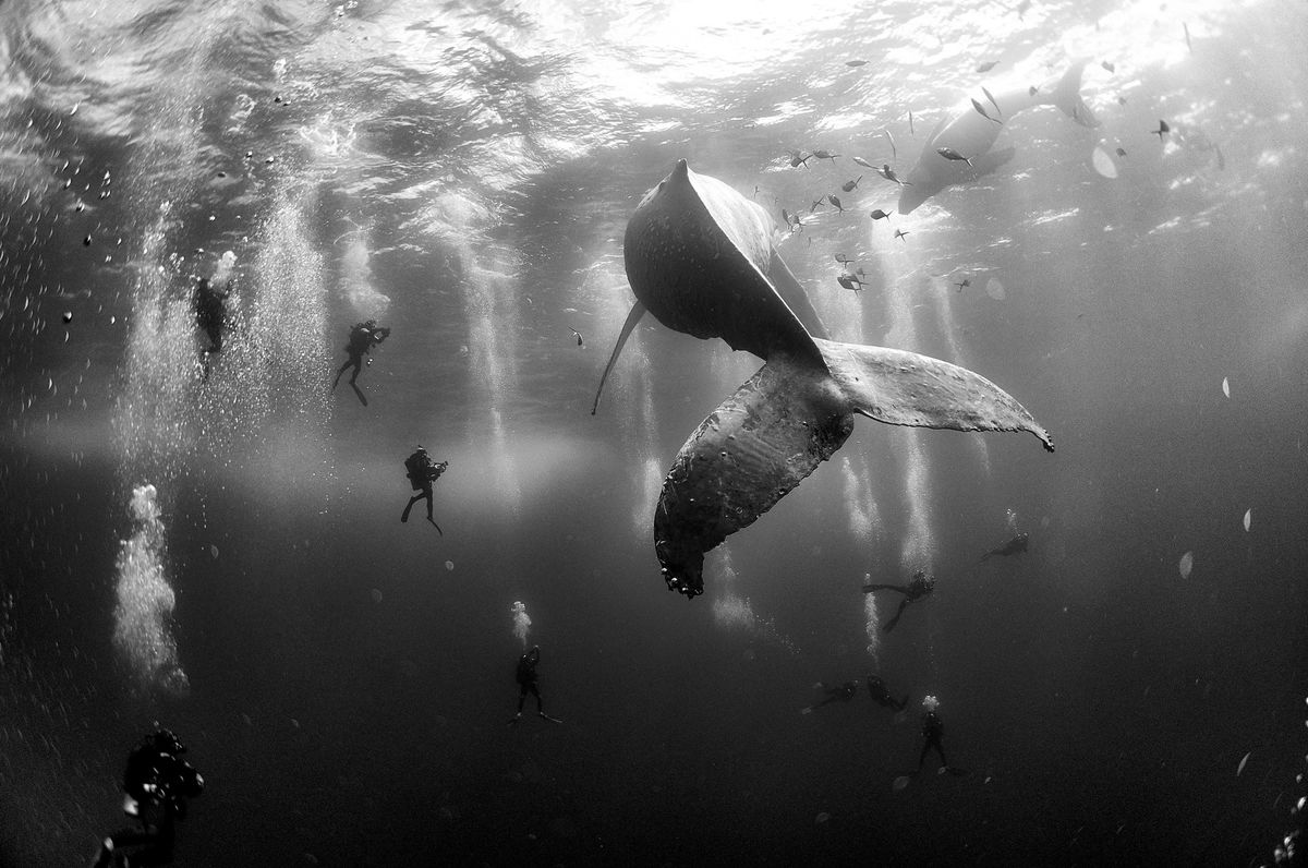 whale-whisperers-nature-second-prize