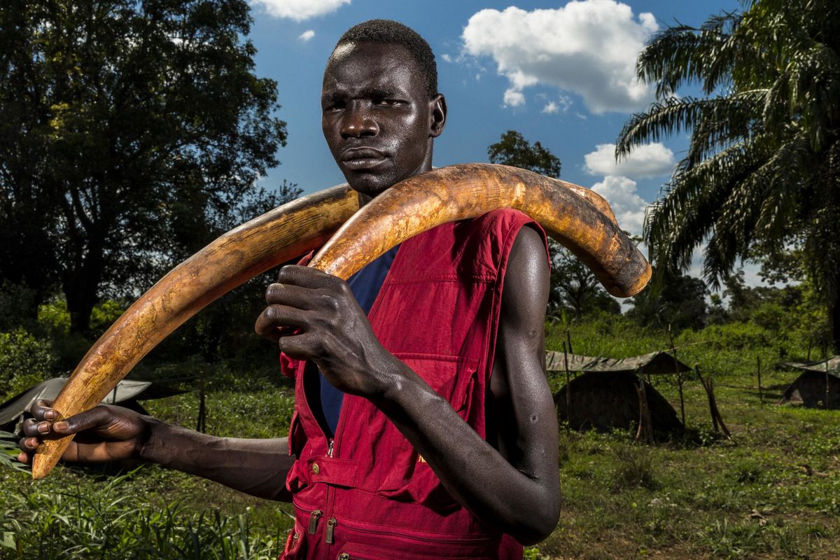 ivory-wards-nature-second-prize-stories-brent-stirton