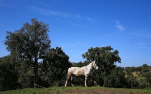 Algarve: passeio pelas terras da serra do Caldeirão