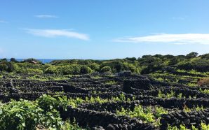Ilha Terceira Biscoitos vinhas Açores