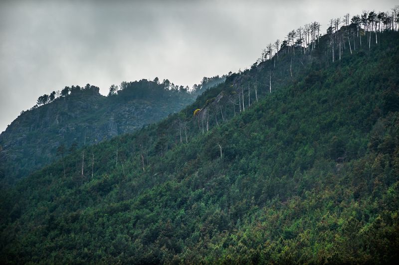 Infestação de Mimosas no Parque Nacional da Peneda-Gerês.
