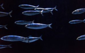 Há um novo aquário de sardinhas no Oceanário de Lisboa
