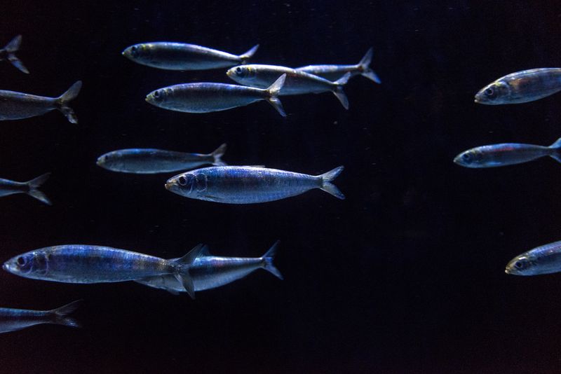 Há um novo aquário de sardinhas no Oceanário de Lisboa