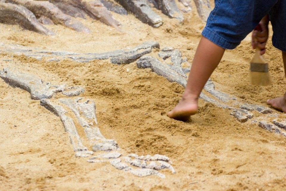 Família: dinossauros e fósseis para ver em novembro