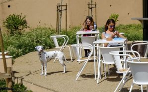 Petição quer cães sem trela e açaime em jardim da Graça