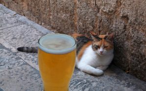 Este novo bar em Coimbra tem um pátio com gatos