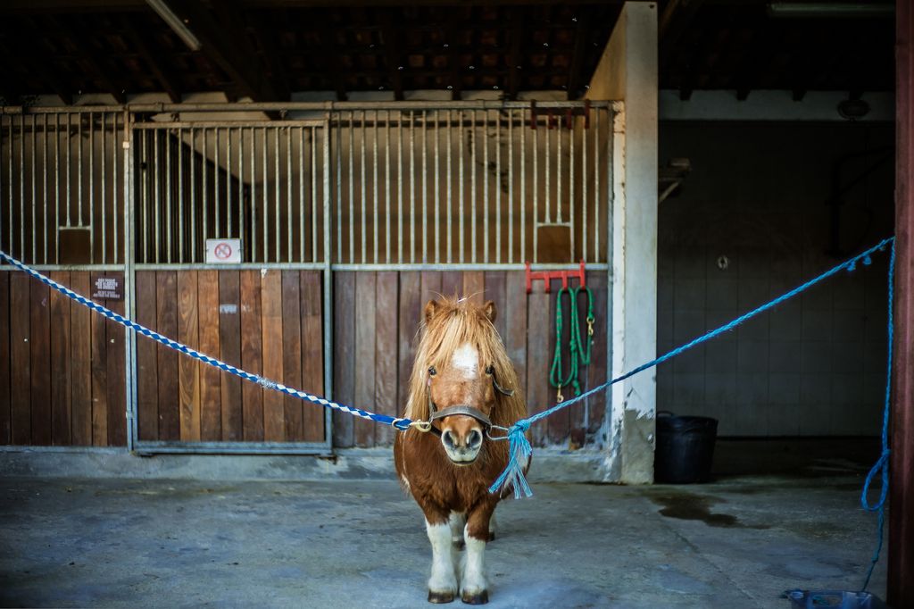 Caixa - Oferta • Jogo Cavalo em Linha + Batismo Equestre – Andar a