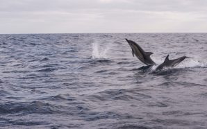 Um passeio de barco para ver golfinhos no Algarve