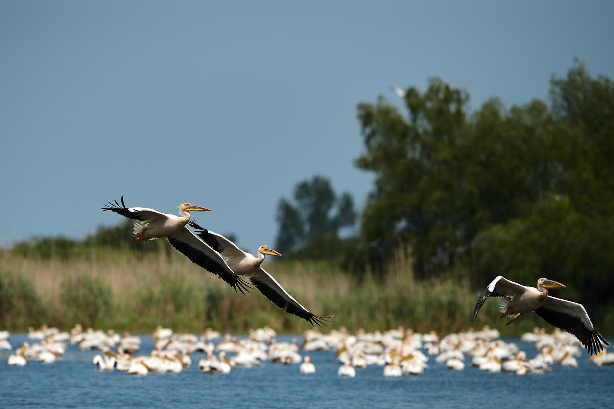 pelicans flying