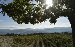 4 quintas da região dos vinhos verdes que vale a pena conhecer