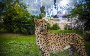 Zoo de Lisboa abre à noite para passeio entre felinos e jantar romântico