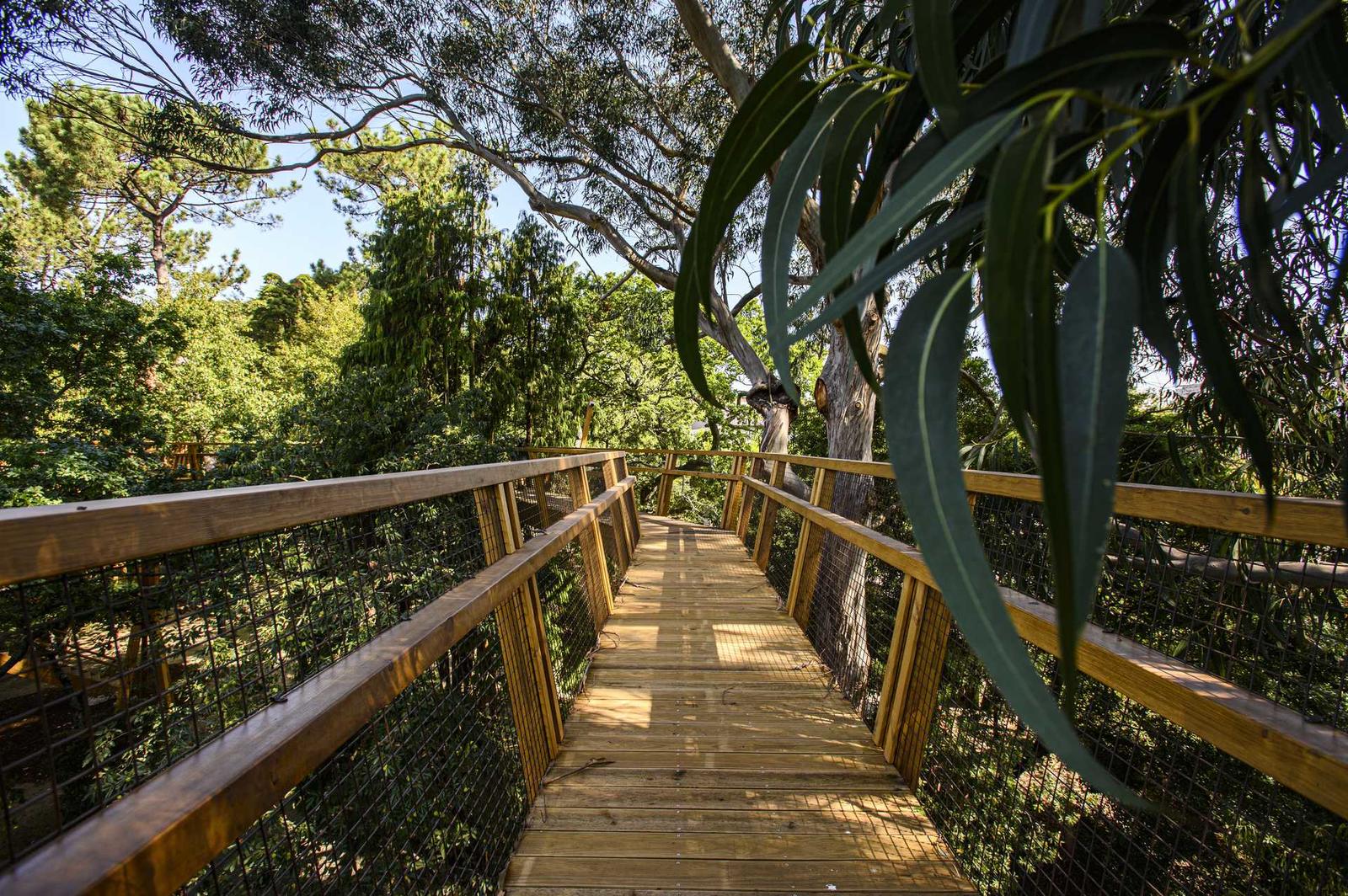 Fundação Serralves – Passadiço “Treetop Walk”