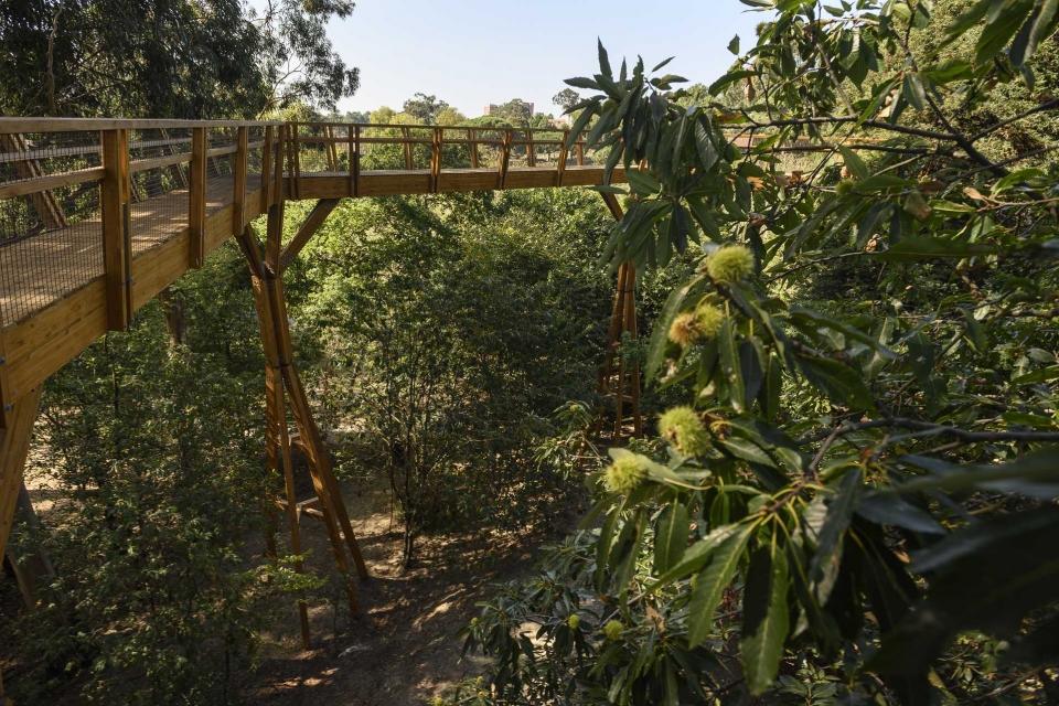 Fundação Serralves – Passadiço “Treetop Walk”
