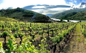 Crítica de vinhos: quando vinha e mãe dão uma história de amor no Douro