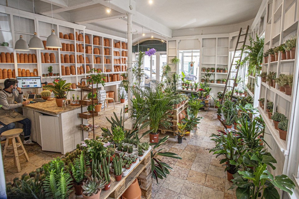 Três lojas novas e tradicionais em Lisboa para comprar plantas para a casa