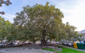As árvores portuguesas que chegaram à final do concurso Árvore Europeia do Ano