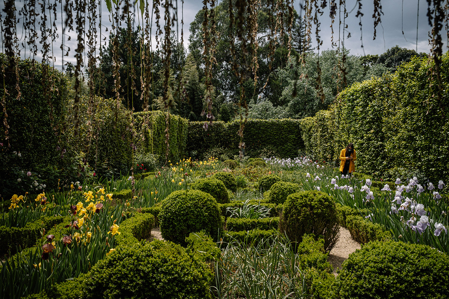 Uma bela floresta encantada de conto de fadas com grandes árvores