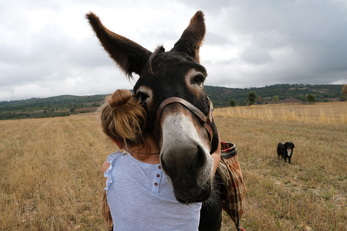 Burro e Burro em Pé – Só Jogo